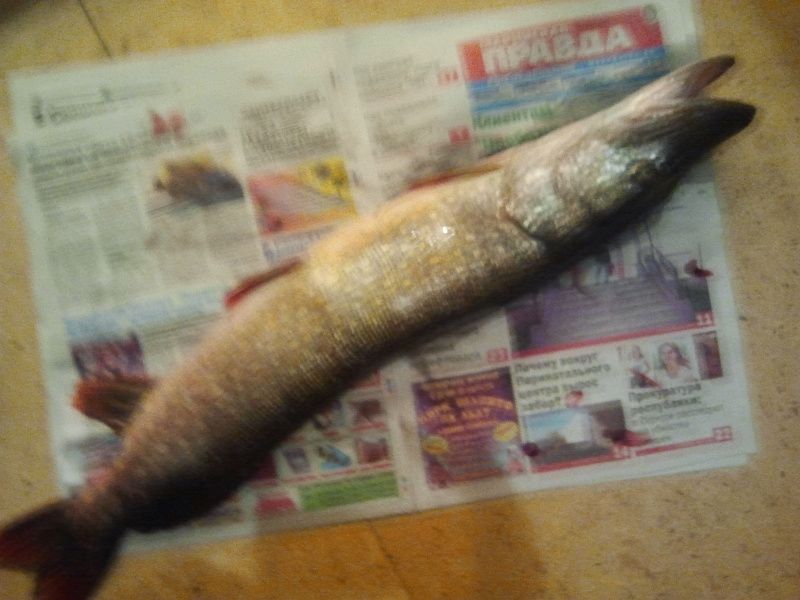 щука однако.jpg